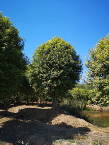 真實(shí)苗木數(shù)據(jù),有需求歡迎選購(gòu)