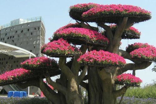 2種花卉,養著就 值錢 ,放客廳也可以, 鎮宅 還好養,值 養護