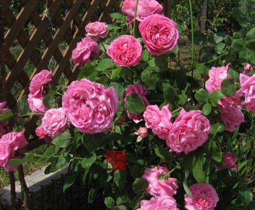 這種 花 一開,就沒有花能美過它,開得越來越漂亮