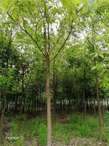 恭喜潛江市兄弟苗木生產(chǎn)專(zhuān)業(yè)合作社入駐苗木通平臺(tái) 專(zhuān)注精品苗木