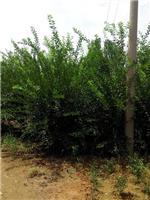 泰安劃算的榆葉梅供應(yīng):臨沂榆葉梅-山東科大苗木基地提供泰安劃算的榆葉梅供應(yīng):臨沂榆葉梅的相關(guān)介紹、產(chǎn)品、服務(wù)、圖片、價(jià)格山東3公分銀杏苗基地促銷裝歡迎咨詢136【4538】6501、百日紅、櫻花、白皮松、紅楓、法桐、