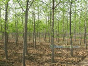 供應(yīng)櫻花,黑松等綠化苗木優(yōu)質(zhì)供應(yīng)-山東銀杏樹價格|敬高銀杏園林_傳媒、廣電_世界工廠網(wǎng)中國產(chǎn)品信息庫