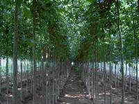 12公分法桐價格、法國梧桐、法桐樹價格[供應(yīng)]_綠化苗木_世界工廠網(wǎng)中國產(chǎn)品信息庫