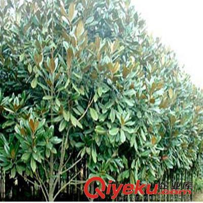 供應(yīng)花卉綠化工程苗 廣玉蘭小苗批發(fā) 2-3-5-8-10公分-沭陽縣萬花軒苗圃提供供應(yīng)花卉綠化工程苗 廣玉蘭小苗批發(fā) 2-3-5-8-10公分的相關(guān)介紹、產(chǎn)品、服務(wù)、圖片、價格沭陽縣萬花軒苗圃、綠化苗木;果樹;盆景;種子;承接綠化工程