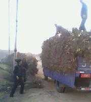 供應(yīng)陜北清澗紅棗苗木價格_供應(yīng)陜北清澗紅棗苗木廠家_世界工廠網(wǎng)產(chǎn)品信息庫