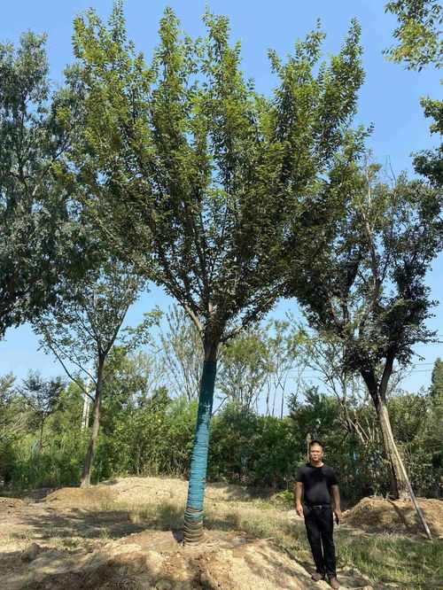 苗多多實地認(rèn)證 景湖苗木