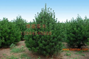 天津衛(wèi)矛球行情 想要易成活的苗木就來增盛苗木,天津衛(wèi)矛球行情 想要易成活的苗木就來增盛苗木生產(chǎn)廠家,天津衛(wèi)矛球行情 想要易成活的苗木就來增盛苗木價格