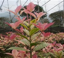 【南京新產(chǎn)品五彩桂花苗、鴻林苗木(圖)、五彩桂花圖片】價格,廠家,圖片,工程承包,常州鴻林苗木專業(yè)合作社chun銷售部-中國行業(yè)信息網(wǎng)