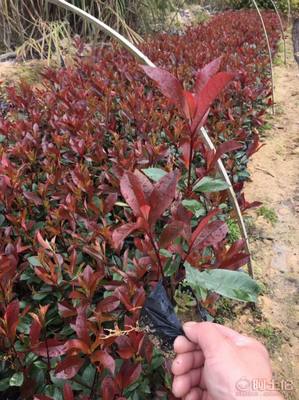 【綠化灌木紅葉石楠袋苗銷售、質(zhì)優(yōu)價廉】綠化苗木,價格,廠家,供應(yīng)商,花木,龍海市東泗興輝園藝場 - 產(chǎn)品庫