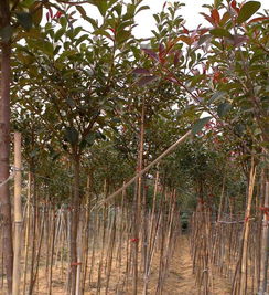 北方城市綠化樹苗批發 城市綠化樹苗 黃河苗木種植城市綠化樹種