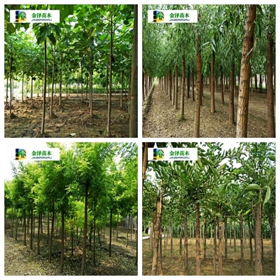 河北河北復葉槭