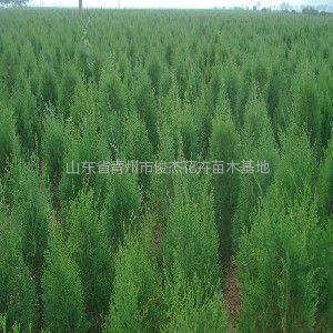 保定榆樹苗木基地、保定榆樹苗木批發、榆樹苗木價格-常青苗木--產品大全--E路網