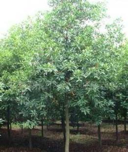 湖南苗木直生.切桿移栽杜英6.8.10.12.15_農(nóng)副產(chǎn)品_世界工廠網(wǎng)中國產(chǎn)品信息庫