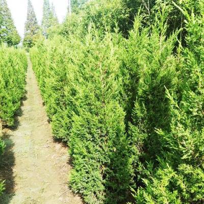 銷售信息 30公分側(cè)柏 側(cè)柏小苗 帥陽苗木 實(shí)地價格查詢