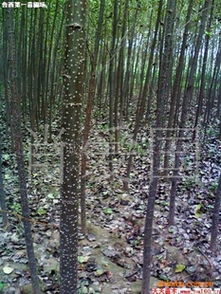 常綠喬木 落葉喬木 山東省誠信綠化苗木基地供應常綠喬木第1頁