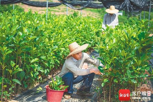 如何應對新挑戰(zhàn) 如何把握新機遇 如何加快轉型升級 海墾 三問 謀發(fā)展