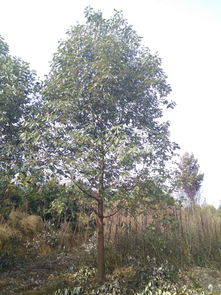 【香樟樹多少錢一棵,香樟樹優(yōu)質綠化苗木,成都香樟】- 