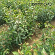 絳縣古絳鎮(zhèn)棟科苗木經銷部 供應產品