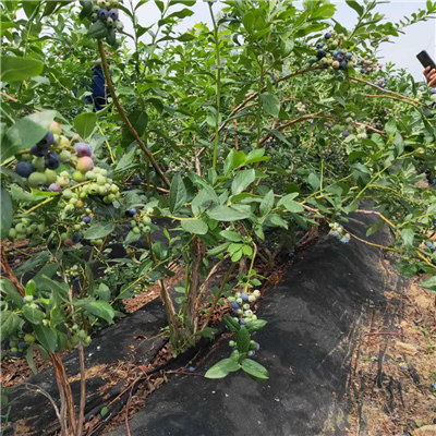 公爵藍莓苗產品批發(fā) 山東