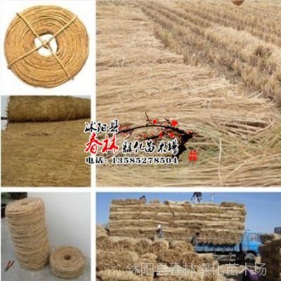 供應批發(fā)園藝稻草繩子 捆綁繩 打草繩 苗木及工廠產(chǎn)品包扎與防護