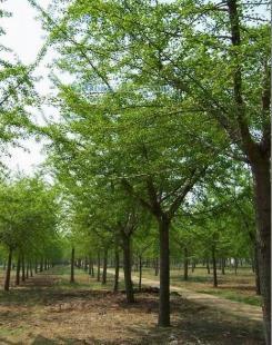 供應銀杏樹,山東銀杏樹,海峰銀杏苗木基地_紡織、皮革_世界工廠網(wǎng)中國產(chǎn)品信息庫