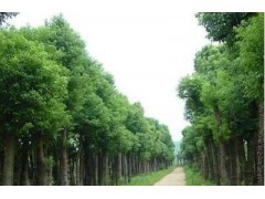浙江香樟價格|喬灌木|綠化苗木|供應信息|597苗木網(wǎng)