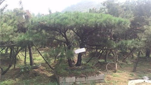 山東徐曉華 苗木未來的發(fā)展還是需要夯實的產(chǎn)品質(zhì)量基礎