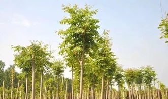 個體小型苗木種植戶和苗圃,應(yīng)該怎么做才能提升利潤空間呢