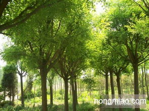 油松 樟子松 國槐 刺槐一級(jí)苗木低價(jià)供應(yīng)