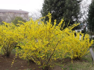 保定天潤(rùn)苗木(個(gè)體經(jīng)營)