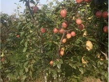 深州市華仁苗木 必途推薦 產(chǎn)品展示