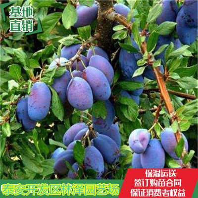 新聞 女神西梅樹苗 女神西梅樹苗新疆沙灣縣育苗廠家