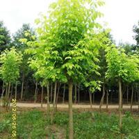 彩葉苗木 - 苗木供應信息 - 易縣旭東宿根花卉彩葉樹種苗場