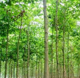 法桐基地的種植產品是什么,法桐基地的種植產品是什么生產廠家,法桐基地的種植產品是什么價格