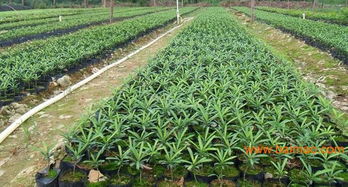 羅漢松產地,大羅漢松,羅漢松價格表,綠盛苗木很專業(yè),羅漢松產地,大羅漢松,羅漢松價格表,綠盛苗木很專業(yè)生產廠家,羅漢松產地,大羅漢松,羅漢松價格表,綠盛苗木很專業(yè)價格