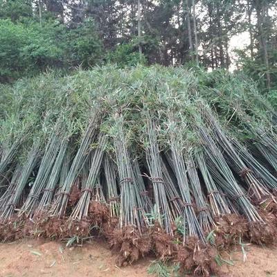 批發(fā)采購四季竹_苗木產品圖片