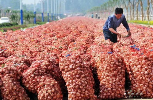 濟寧發(fā)布重大利好消息 惠及全市800萬人...