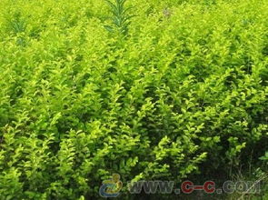 金葉女貞,金葉女貞球,金葉女貞價(jià)格,金葉女貞苗