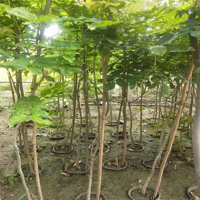 紫藤產(chǎn)業(yè)：廠家直銷、生產(chǎn)基地與園林綠化的完美結合