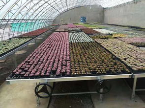 安平縣漢明育苗設備廠 專業助力林業種植，高效育苗設備引領行業