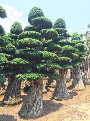 造型優(yōu)美小葉榕供應(yīng)，打造綠色生態(tài)空間——龍海市東泗興輝園藝場(chǎng)專業(yè)綠化苗木服務(wù)