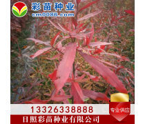 優(yōu)化苗木產(chǎn)品庫(kù)策略，提升園林綠化行業(yè)競(jìng)爭(zhēng)力