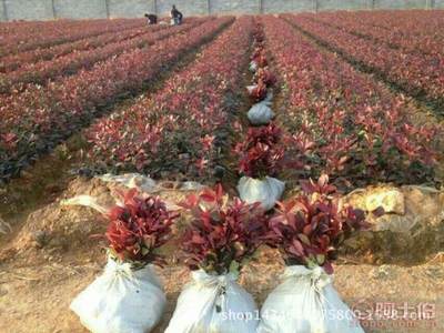 高品質(zhì)紅葉石楠苗木采購(gòu)指南與園林綠化應(yīng)用