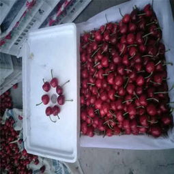 克拉瑪依市矮化櫻桃苗低價(jià)熱銷，品質(zhì)保障助力林業(yè)種植