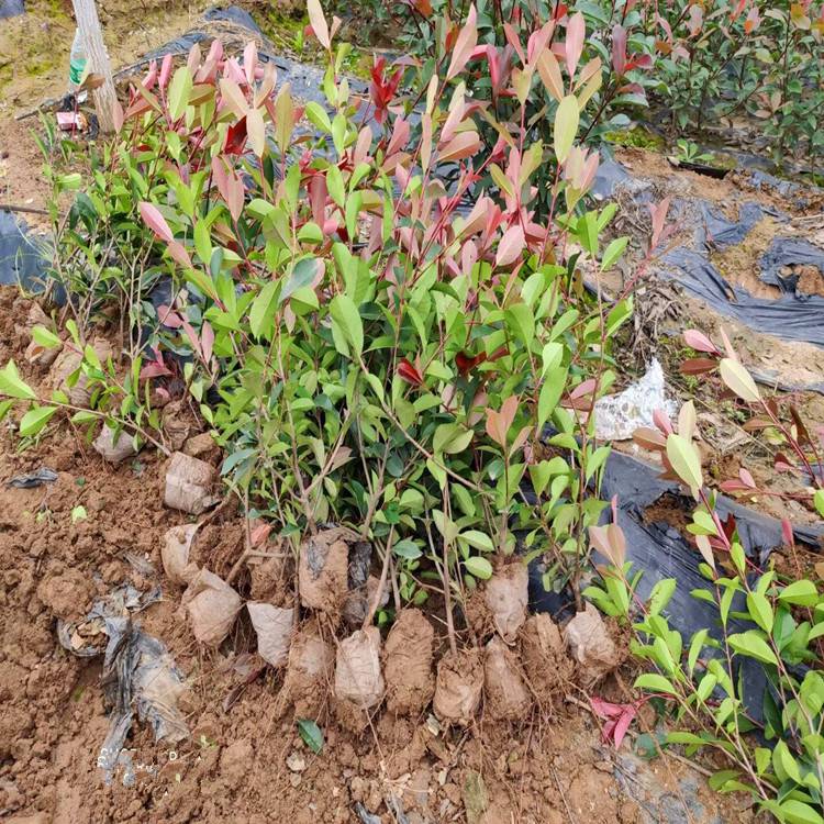 紅葉石楠 優(yōu)質(zhì)綠化樹(shù)種及其種植管理