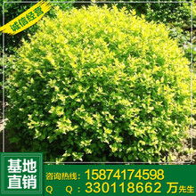 精品苗木圖片鑒賞 綠意盎然的生命藝術