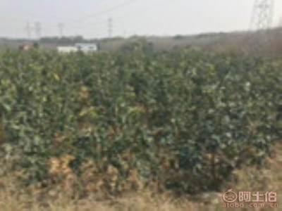 龍海市東泗興輝園藝場(chǎng) 優(yōu)質(zhì)香泡柚子苗木，量大價(jià)優(yōu)，綠化佳選