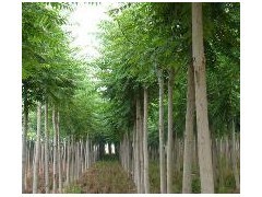 優質平頭白蠟苗木供應 10公分粗、2年冒、冠幅3米、樹干筆直